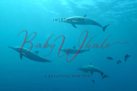 Baby Whale Font: A Web Designer's Review